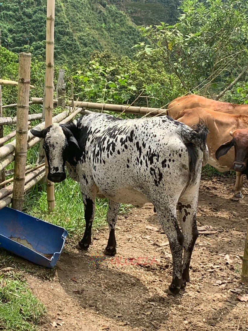 NOVILLOS EN VENTA - SANTA ROSA DE CABAL - COLOMBIA