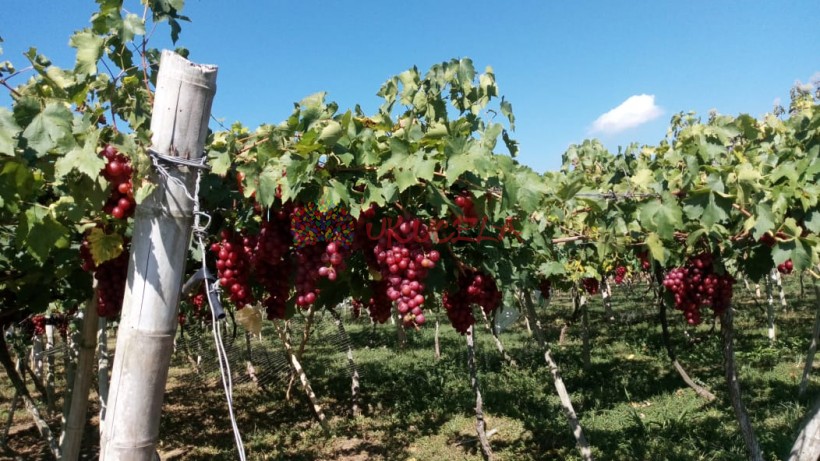 VENDO FINCA RENTABLE EN ROLDANILLO