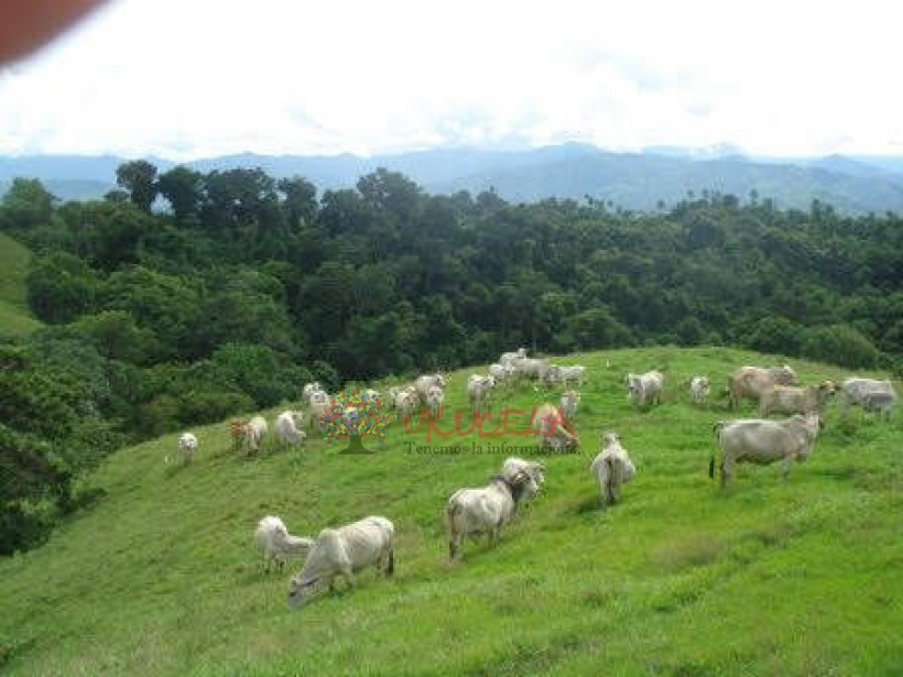 FINCA EN VENTA EN CERRITOS - CARTAGO