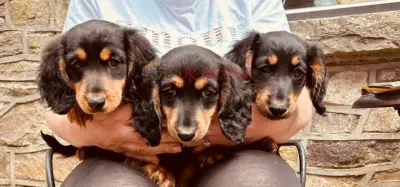 ¡¡¡¡REDUCIDO!!!! DACHSHUNDS PARA AMAR EL HOGAR.