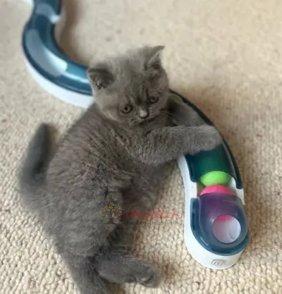 Gccf British shorthair- Int Gr Champion Lines