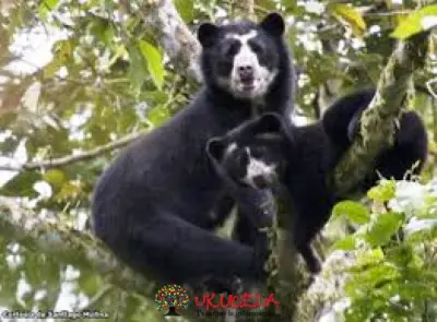 OSO DE ANTEOJOS