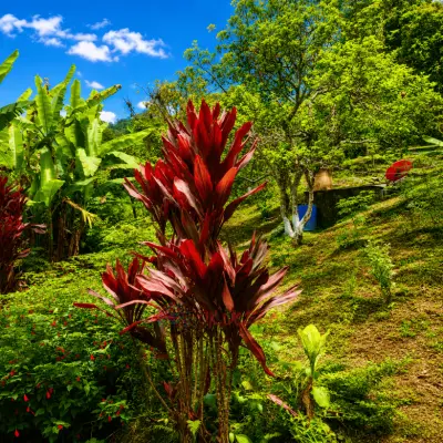 Permuto Finca con Montaña Cultivos y Casa en Mesitas del Colegio - foto 10
