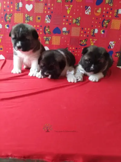 AKITA AMERICANO