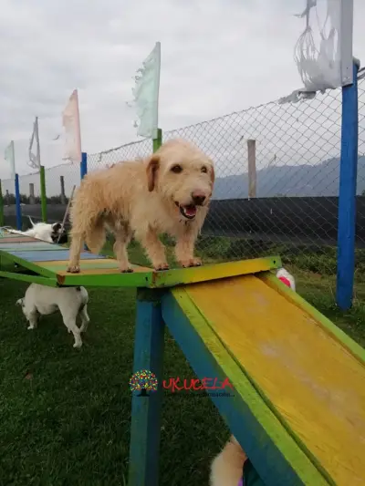 GUARDERIA CANINA