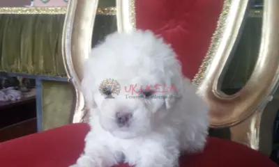 CACHORROS Y MASCOTICAS FRENCH POODLE MINI TOY MINI SON LOS MAS SOBRESALIENTES EN FENOTIPO