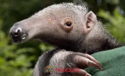 OSO HORMIGUERO EN PELIGRO
