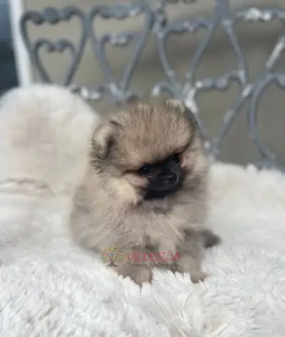 Pomerania LISTO PARA SALIR Quedan 2 chicos