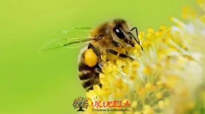 ABEJAS EN VIA DE EXTINCIÓN