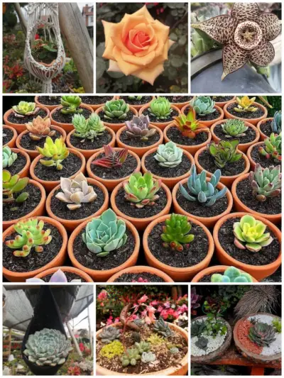 Vivero El Oasis