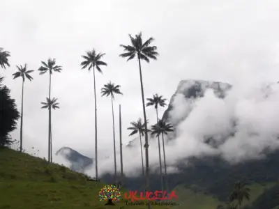 PALMA DE CERA EN PELIGRO