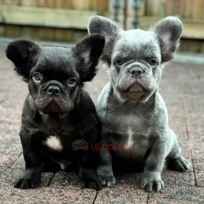Bulldogs franceses Frenchies esponjosos