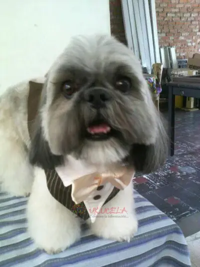 smoking para perro