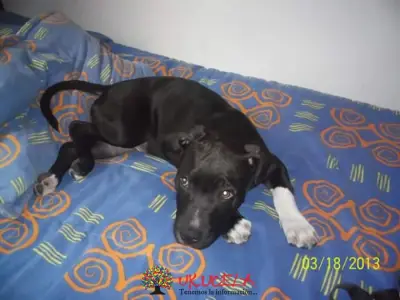 Los Pitbull y Su Gran Corazón