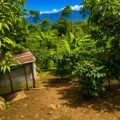 Permuto Finca con Montaña Cultivos y Casa en Mesitas del Colegio - foto 5