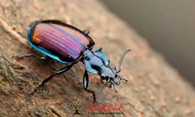 ESCARABAJOS EN EXTINCIÓN