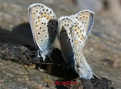 MARIPOSA PUERTO DEL LOBO