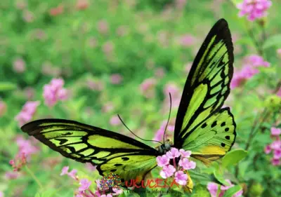 MARIPOSA ALAS DE PÁJARO