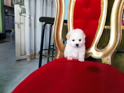 MASCOTICAS ORIGINALES CON CERTIFICACION FRENCH POODLE MINITOY ENANITOS SON LOS MAS DESTACA