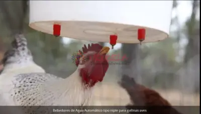Bebedores de Agua Automático tipo niple para gallinas aves