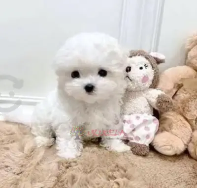 Criadero Dog King tiene en venta French Poodle Mini toy Enanos Originales Garantia total C