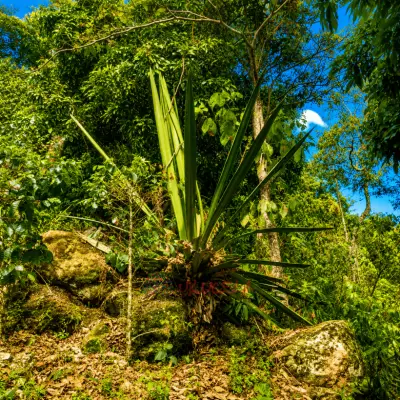 Permuto Finca con Montaña Cultivos y Casa en Mesitas del Colegio - foto 6
