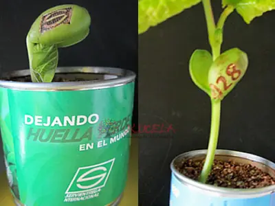 Para AMOR Y AMISTAD regala una hermosa planta con mensaje al primero retoño