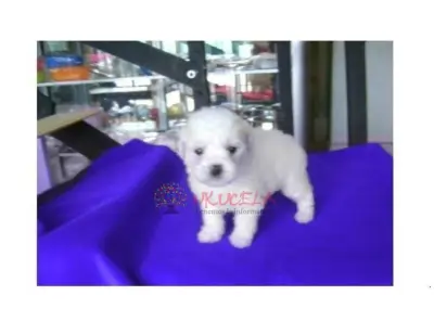 MINITOY HEMBRAS SEMITACITAS DE TE FRENCH POODLE MINI EN VENTA DE 2 MESES 3 DIAS DE NACIDAS