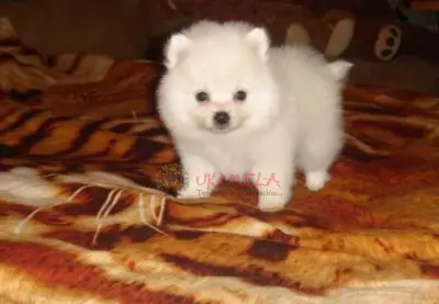 Cachorros Pomerania Garantizados