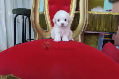 LOS CACHORRITOS SON FRENCH POODLE MINI TOY ENANITOS TODOS CON PAPELES