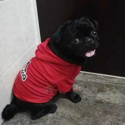 ropa para mascotas