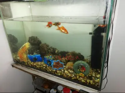 Hermoso Acuario Grande 30x60x70