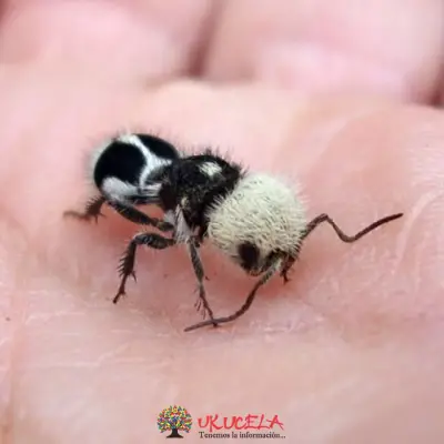 PANDAS EN EXTINCIÓN