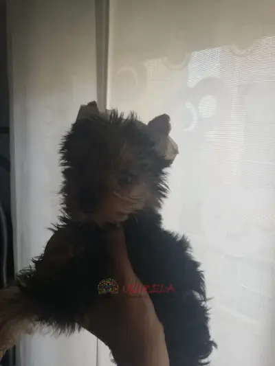 Yorky miniatura vendo