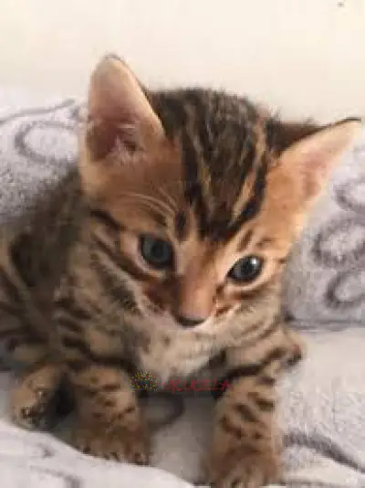 Gatos Bengali Disponibles medellin