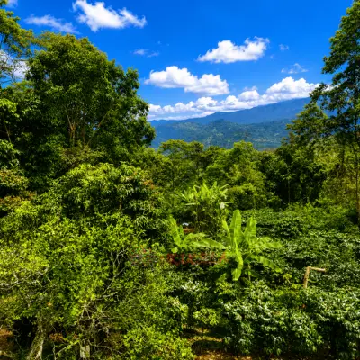 Permuto Finca con Montaña Cultivos y Casa en Mesitas del Colegio - foto 13
