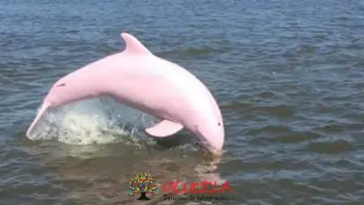 DELFINES ROSADOS