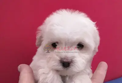 CACHORROS FRENCH POODLE MINI TOY DE LA MEJOR SELECCIÓN CANINA