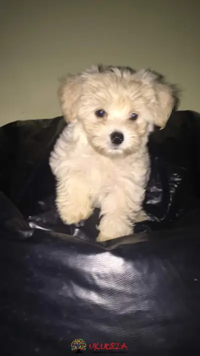Bichon Maltes miniaturas puros cali valle
