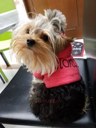 Yorkshire terrier busca novia
