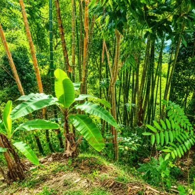 Permuto Finca con Montaña Cultivos y Casa en Mesitas del Colegio - foto 8