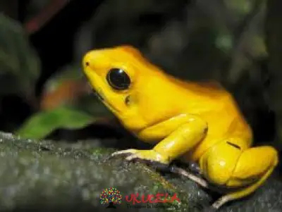 RANA DORADA