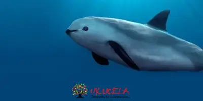 VAQUITAS MARINAS EN GRAVE RIESGO