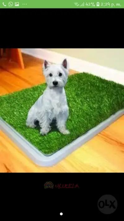 Potty Pacth Tapete entrenador para mascotas