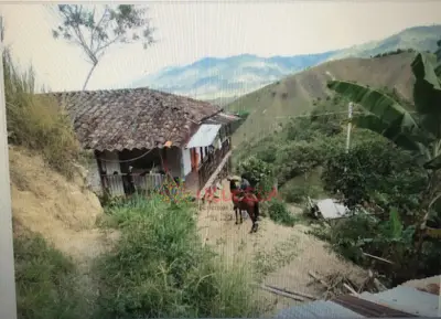 finca buena vista
