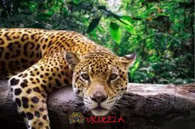 JAGUARES EN VÍA DE EXTINCIÓN