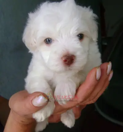 Criadero Dog King tiene en venta French Poodle Mini toy Enanos Originales Garantia total C