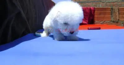 MASCOTICAS MINI TOY FRENCH POODLE ORIGINALES MIN MINITOY