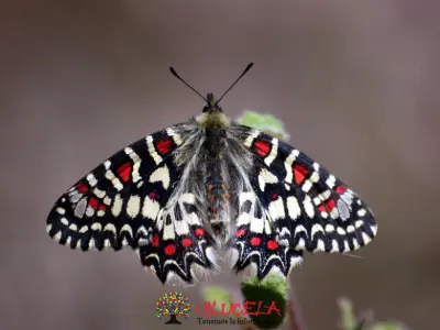 MARIPOSA ARLEQUÍN