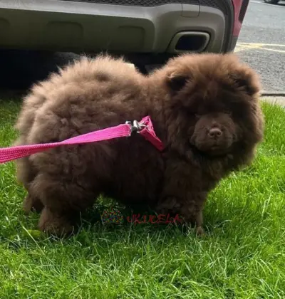 Chow Chow Chocolate de excelente